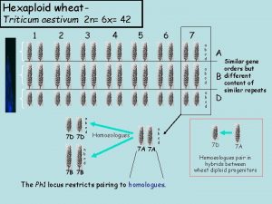 Hexaploid wheat Triticum aestivum 2 n 6 x