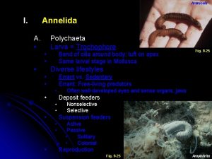 Arenicola I Annelida A Polychaeta Larva Trochophore Band