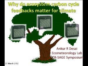 Why do ecosystem carbon cycle feedbacks matter for