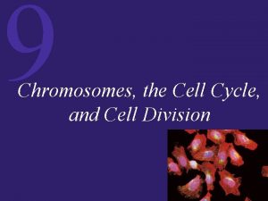 9 Chromosomes the Cell Cycle and Cell Division
