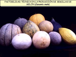 FACTIBILIDAD TCNICA EN LA PRODUCCIN DE SEMILLAS DE