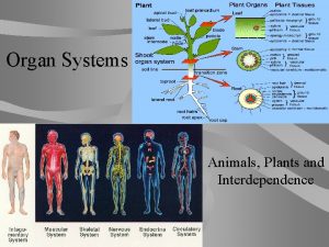 Organ Systems Animals Plants and Interdependence Organs What