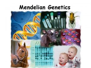 Mendelian Genetics Mendelian Genetics Heredity the passing of