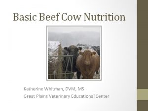 Basic Beef Cow Nutrition Katherine Whitman DVM MS