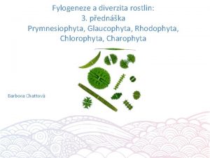 Fylogeneze a diverzita rostlin 3 pednka Prymnesiophyta Glaucophyta