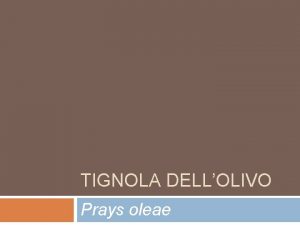 TIGNOLA DELLOLIVO Prays oleae Descrizione Adulto lungo 6