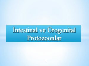 ntestinal ve rogenital Protozoonlar 1 ORGANZMALAR AMP Entamoeba