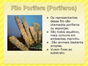 Filo Porfera Porferos Os representantes desse filo so