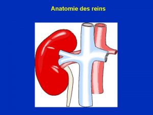 Anatomie des reins Anatomie des reins Anatomie glomrulaire