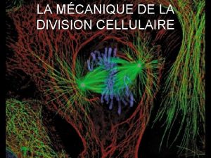 LA MCANIQUE DE LA DIVISION CELLULAIRE Cycle cellulaire