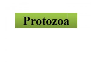 Protozoa Lab 13 Intestinal Protozoa Commensal amoeba Endolimax