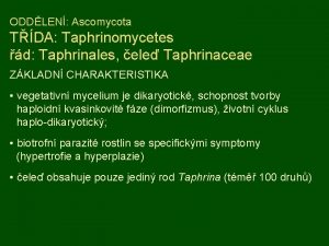 ODDLEN Ascomycota TDA Taphrinomycetes d Taphrinales ele Taphrinaceae