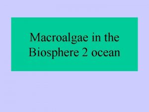 Macroalgae in the Biosphere 2 ocean Sampling procedure