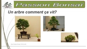 Un arbre comment a vit Expo Passion Bonsa