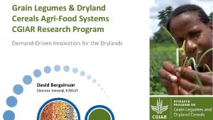 Grain Legumes Dryland Cereals AgriFood Systems CGIAR Research