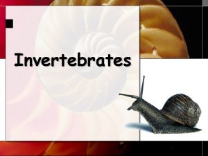 Invertebrates 1 Characteristics Invertebrates are animals that do