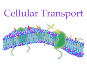 Cellular Transport Cellular Transport involves the Cell Membrane