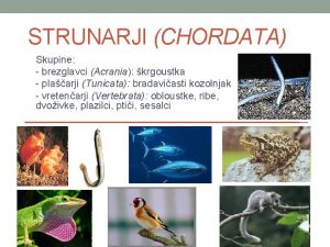 STRUNARJI CHORDATA Skupine brezglavci Acrania krgoustka plaarji Tunicata