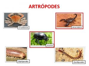 ARTRPODES ARTRPODES Classe Aracnida Aracndeos Escorpio Aranha Classe