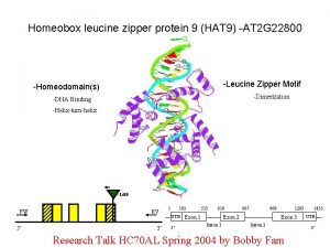 Homeobox leucine zipper protein 9 HAT 9 AT