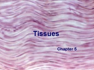Tissues Chapter 5 Connective Tissues A General Characteristics