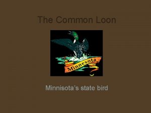 The Common Loon Minnisotas state bird Loons are