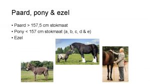 Paard pony ezel Paard 157 5 cm stokmaat