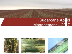 Sugarcane Aphid Management 2017 Brent Bean Photo TAMU