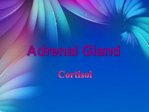 Adrenal Gland corticosteroids HPA axis ACTH secretion from