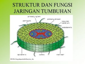 STRUKTUR DAN FUNGSI JARINGAN TUMBUHAN JARINGAN TUMBUHAN 1