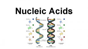 Nucleic Acids Nucleic Acids Nucleic acids polymer are
