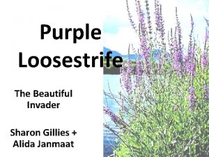 Purple Loosestrife The Beautiful Invader Sharon Gillies Alida