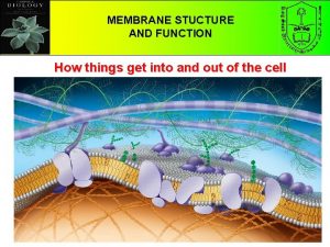 CHAPTER 5 MEMBRANE STUCTURE THE STRUCTURE AND FUNCTION