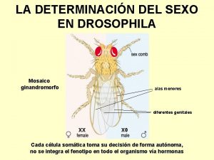 LA DETERMINACIN DEL SEXO EN DROSOPHILA Mosaico ginandromorfo