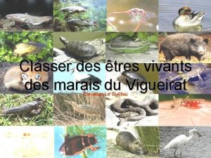 Classer des tres vivants des marais du Vigueirat