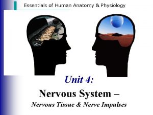 Essentials of Human Anatomy Physiology Unit 4 Nervous