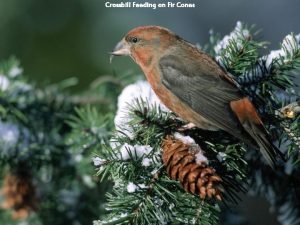 Crossbill Feeding on Fir Cones Chasing a Snack