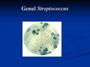Genul Streptococcus Definiie ncadrare n n n coci