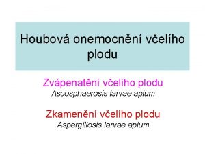 Houbov onemocnn velho plodu Zvpenatn velho plodu Ascosphaerosis