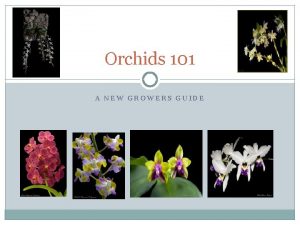 Orchids 101 A NEW GROWERS GUIDE Orchids 101