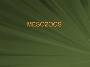 MESOZOOS Nivel de organizacin MESOZOA Organismos multicelulares Organismos
