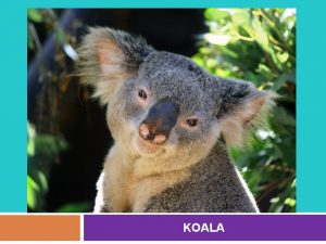 KOALA General information q q The koala Phascolarctos