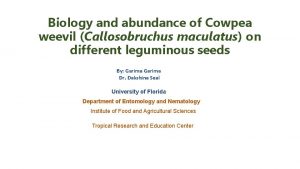 Biology and abundance of Cowpea weevil Callosobruchus maculatus