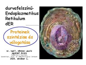 durvafelsznEndoplazmatikus Retikulum d ER Proteinek szintzise s vlogatsa