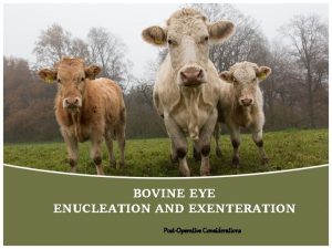 BOVINE EYE ENUCLEATION AND EXENTERATION PostOperative Considerations POSTOPERATIVE