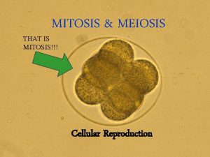 MITOSIS MEIOSIS THAT IS MITOSIS Cellular Reproduction Octomom