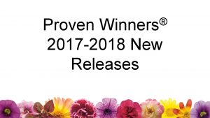 Winners Proven 2017 2018 New Releases GOLDEN BUTTERFLY