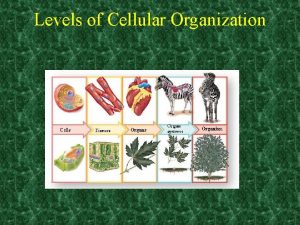 Levels of Cellular Organization Multicellular Organisms Multicellular Organisms
