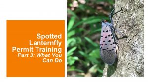 Spotted Lanternfly Permit Training Part 3 What You