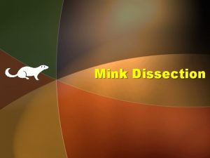 Mink Dissection Mink Prelab Safety first RESPECT the